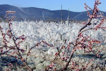 Z napovedano ohladitvijo znova grozi pozeba