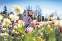 #fotogalerija Arboretum volčji potok: Polja cvetočih tulipanov brez  oboževalcev