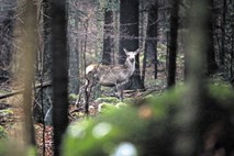 V gozdovih je čas kotenja mladičev, zato preudarno pri izbiri poti