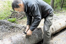 Lubadar pustoši po kočevskih gozdovih