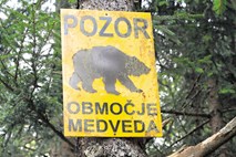 Lovcem dovoljenje za odstrel 115 medvedov