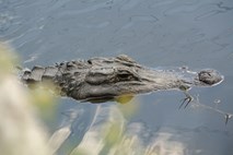 Avstralska ribiča rešila golega ubežnika pred krokodili