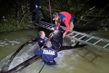 #video Policisti upajo na čudež: nadaljuje se iskalna akcija deklice, ki jo je z maminega hrbta odnesla Dragonja